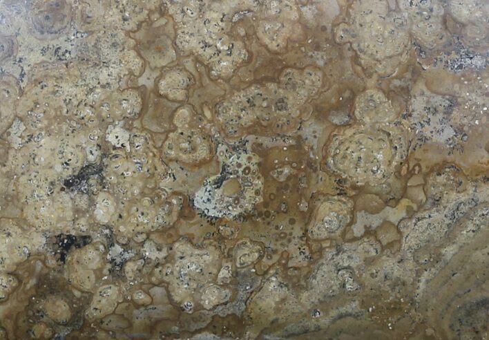 Polished Miocene Stromatolite (Chlorellopsis) - Crimea #57575